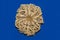 The marine echinoderm Gorgonocephalus Latin Gorgonocephalus is yellow on a blue background. Marine animals