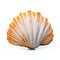 Marine Elegance: Seashell on White Background