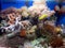 Marine fish tank with soft corals