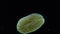 Marine flatworm, planaria, crawling on the glass