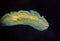 Marine flatworm - Planaria, crawling on the glass, Black Sea
