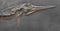 Marine fossil reptil