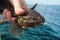 Marine goby sea fishing trophy