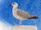 The Marine gull