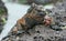 The Marine Iguana (Amblyrhynchus cristatus) with crab on the stony lava coast.