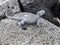 Marine Iguana, Amblyrhynchus cristatus hassi, is on the island of Santa Cruz, very abundant, Galapagos, Ecuador