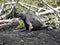 Marine Iguana, Amblyrhynchus cristatus hassi, is on the island of Santa Cruz, very abundant, Galapagos, Ecuador