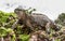 The Marine Iguana (Amblyrhynchus cristatus) on the stony lava coast.