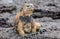 The Marine Iguana (Amblyrhynchus cristatus) on the stony lava coast.