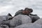 Marine Iguana basking on a rock in the Galapagos