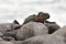 Marine Iguana basking on a rock in the Galapagos