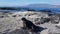 A marine Iguana basking in the sun on black stones, Fernandina, Galapagos