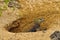 Marine-iguana on the beach