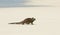 Marine iguana in the beach