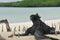 Marine iguana on the beach