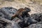 Marine iguana climbing over grey volcanic rock