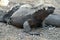 Marine Iguana Close