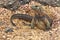 Marine Iguana emerging from nest