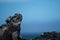 Marine iguana excretes/sneezing salt water