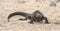 Marine iguana, Galapagos Islands, Ecuador