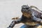 Marine Iguana Galapagos looking straight walking in water on beach