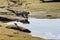 A Marine Iguana going in the water