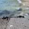 Marine iguana hiding behind rock