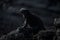 Marine iguana perched on black volcanic rock