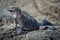 Marine iguana perched on grey volcanic rock
