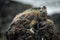 Marine iguana perched high on volcanic rock