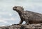 Marine iguana perched on a rock on Isabela Island in the Galapagos.