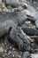 Marine Iguana Portrait