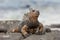 Marine iguana puts out the tongue. The Marine Iguana (Amblyrhynchus cristatus) on the stony lava coast.