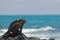 Marine iguana on the rocks