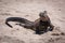 Marine iguana sunbathing on white sandy beach