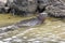 Marine Iguana Swimming in a Coastal Lagoon