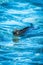 Marine iguana swimming in shallow blue waters