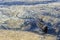 A Marine Iguana swimming in water