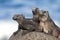 Marine iguanas