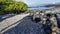 Marine Iguanas basking in the sun on black stones, Fernandina, Galapagos