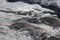 Marine Iguanas on Galapagos Islands