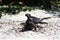 Marine Iguanas, Galapagos Islands, Ecuador