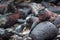 Marine iguanas - Isla Espanola, Galapagos