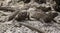 Marine Iguanas Laying On Rocks On Galapagos Islands