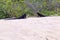 Marine Iguanas on Sand Beach  832075
