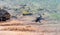 Marine iguanas on a sandy beach, Galapagos Island, Isla Isabela. With selective focus