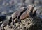 Marine iguanas are sitting on rocks. The Galapagos Islands. Pacific Ocean. Ecuador.