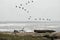 Marine Landscape Flock of birds