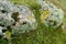 Marine lichens on coastal rocks