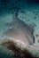 Marine Life - Angel Shark